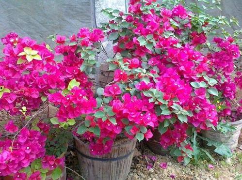 三角梅修剪视频 盆栽,打造美丽花艺的秘诀