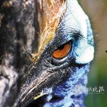 杀人鸟视频,杀人鸟视频背后的恐怖真相