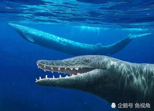 龙王鲸vs巨齿鲨视频,史前海洋霸主巅峰对决