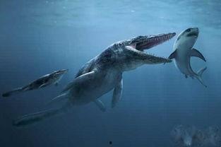 龙王鲸vs巨齿鲨视频,史前海洋霸主巅峰对决