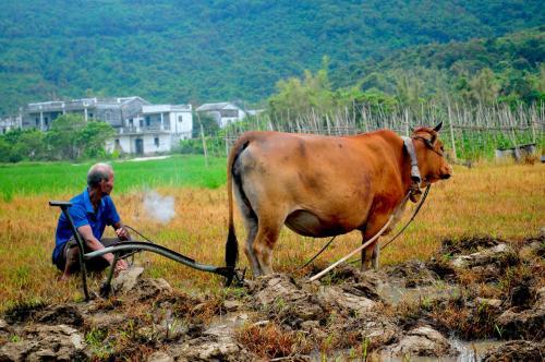 视频杀牛时牛流泪下跪,视频杀牛引发伦理争议