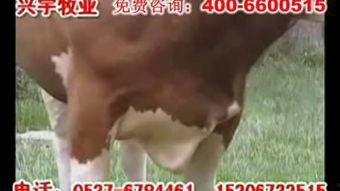 种牛视频,繁育技术新篇章