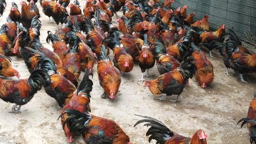 土鸡的养殖技术视频