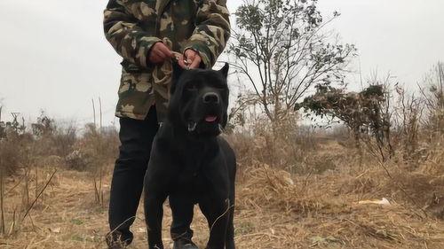 卡斯罗打猎视频,勇猛猎犬的狩猎风采