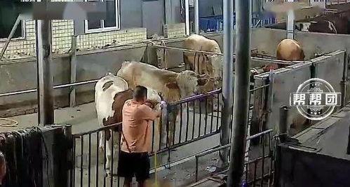 牛灌水视频,一场别开生面的农业创新实践
