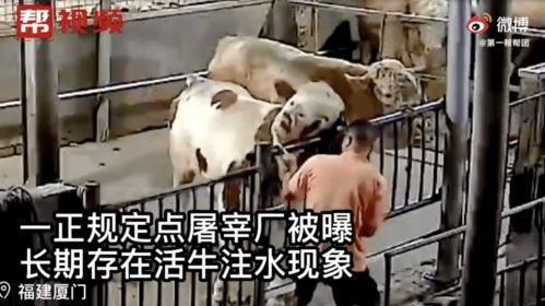 牛灌水视频,一场别开生面的农业创新实践